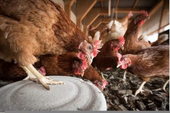 chicken contamination control